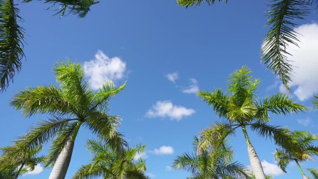 Palm trees and blue sky background video. Summer landscape with coconut palms and sky.