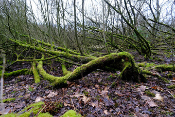 Vermoostes Unterholz in einem Natorschutzgebiet