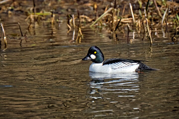 Schellente ( Bucephala clangula ) 