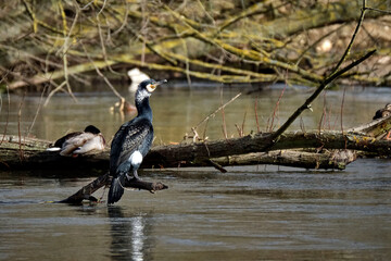 Kormoran ( Phalacrocorax carbo )