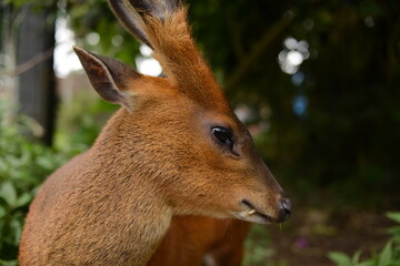 Deer in the woods of Bali