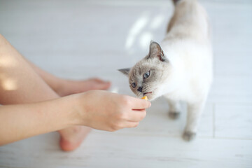 Scottish cat receives treats, feed the animal, the cat eats. High quality photo. - 420368613