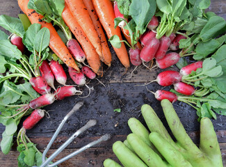 organic dirty carrots and radishes freshly harvested in garden and put on a plank with a little...