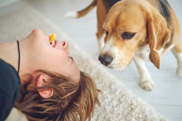 Cute boy feeds the Beagle dog at home. High quality photo.