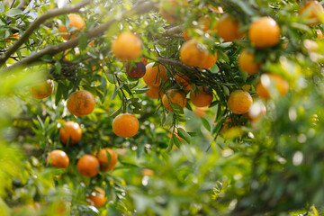 Ripe oranges hanging on branch at tangerine garden