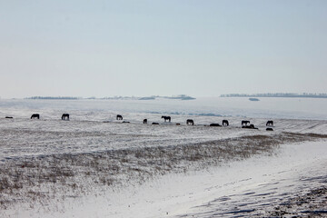 Beautiful natural scene. Herd of wild red horses riding on snowy mountainy road. Wild horses at winter season.