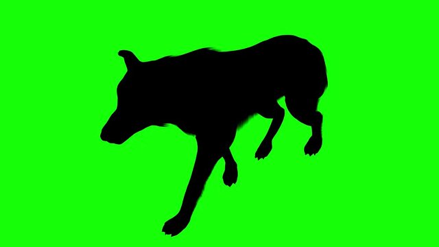 Silhouette of a wolf walking, on green screen, perspective view. Animal silhouettes seamless loop 3D animation.