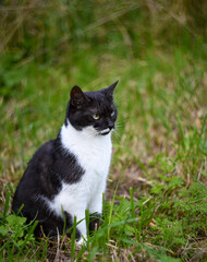 Naklejka na ściany i meble a black and white domestic fluffy cat sits in the green grass in the garden and looks ahead, a summer day