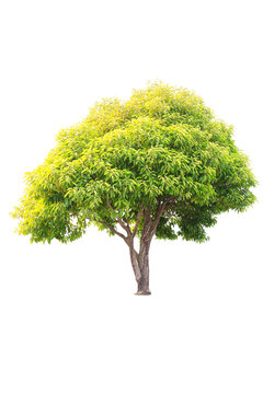 Closeup  Bullet Wood (Mimusops elengi Linn) Tree isolated on white background