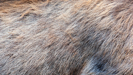 Close-up deer fur texture.
