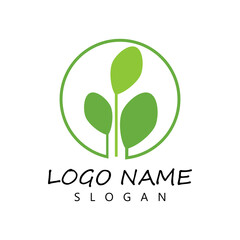 Moringa leaf Logo Template vector symbol nature