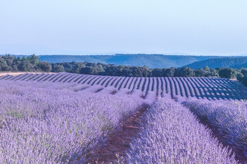 Lavender fileds under a blue skthe beauty of nature