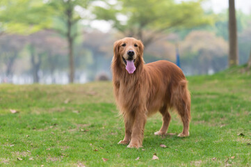 Golden Retriever playing on the grass in the park