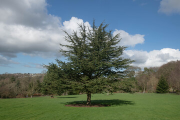 Spring Foliage of an Evergreen Coniferous Cedar of Lebanon Tree (Cedrus libani) with a Bright Cloudy Blue Sky Background in Parkland in Rural Devon, England, UK