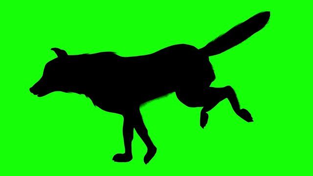 Silhouette of a wolf running, on green screen, side view. Animal silhouettes seamless loop 3D animation.