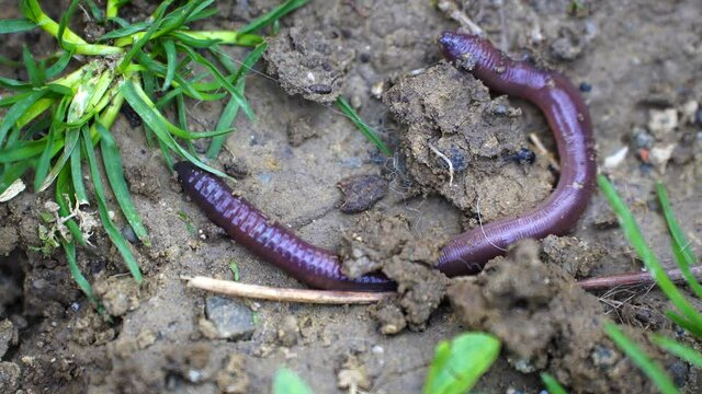 Earthworm crawling on earth species of terrestrial worms phylum Annelida
