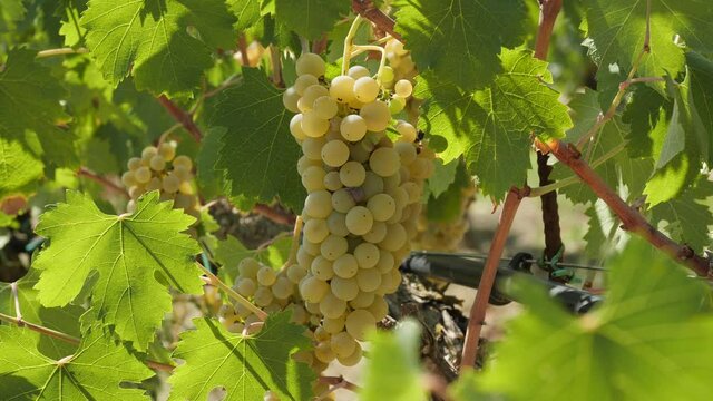 White Wine Grapes Growing In A Vineyard Ready For Harvesting In Italy, Single Grape, Sunny Day