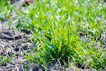 芽が伸びてきた麦畑