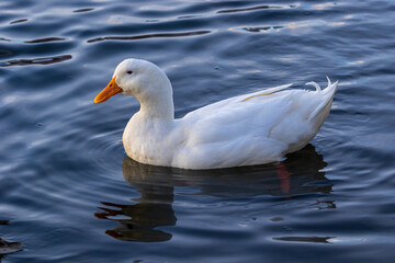 A large bright white duck with a bright orange beak swims in blue water. Wildlife. Close-up.