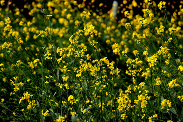 Fototapeta premium Mustard flowers in mustard field