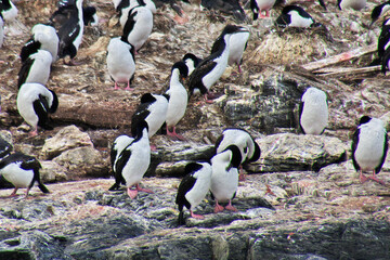 Birds and penguins on the island in Beagle channel close Ushuaia city, Tierra del Fuego, Argentina
