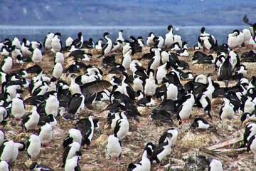 Birds and penguins on the island in Beagle channel close Ushuaia city, Tierra del Fuego, Argentina