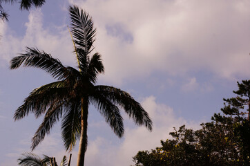 ヤシの木が風になびくリゾートビーチ