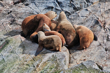 Fototapeta premium Seals on the island in Beagle channel close Ushuaia city, Tierra del Fuego, Argentina