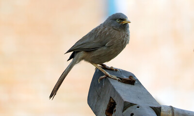 Jungle Babbler bird sitting on branch