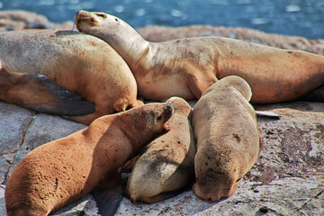 Fototapeta premium Seals on the island in Beagle channel close Ushuaia city, Tierra del Fuego, Argentina