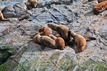 Seals on the island in Beagle channel close Ushuaia city, Tierra del Fuego, Argentina