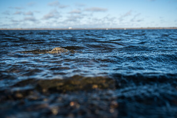A stone in the water of Lake Liepaja, only its peak can be seen outside, Liepaja, Latvia.