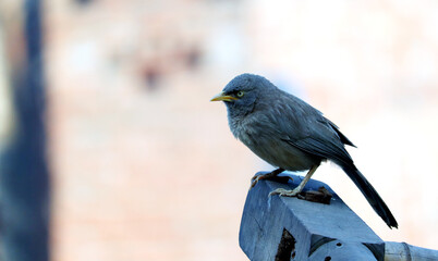 Fototapeta premium Jungle Babbler bird sitting on branch 