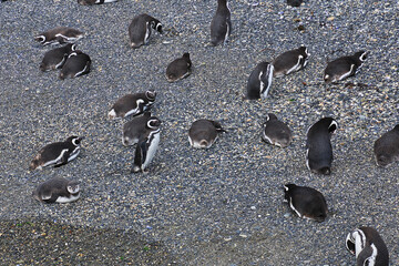 Penguins on the island in Beagle channel close Ushuaia city, Tierra del Fuego, Argentina