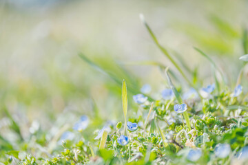 春の野　オオイヌノフグリの花