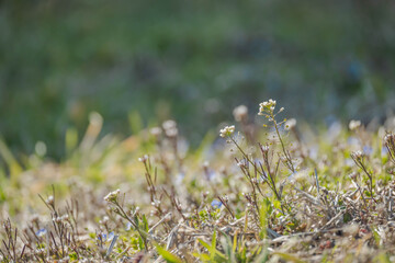 野原のタネツケバナの花
