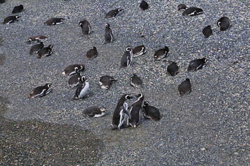 Penguins on the island in Beagle channel close Ushuaia city, Tierra del Fuego, Argentina