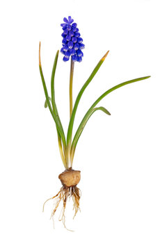 Blue grape hyacinth with onion, leaves and blossom