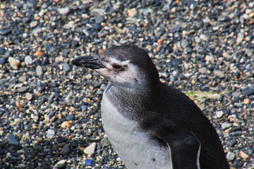 Penguins on the island in Beagle channel close Ushuaia city, Tierra del Fuego, Argentina