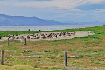 Penguins on the island in Beagle channel close Ushuaia city, Tierra del Fuego, Argentina