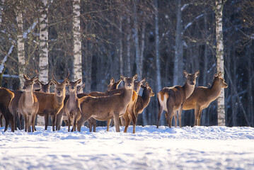 Herd of wild Red deer in winter forest. wildlife, Protection of Nature. Raising deer in their natural environment.