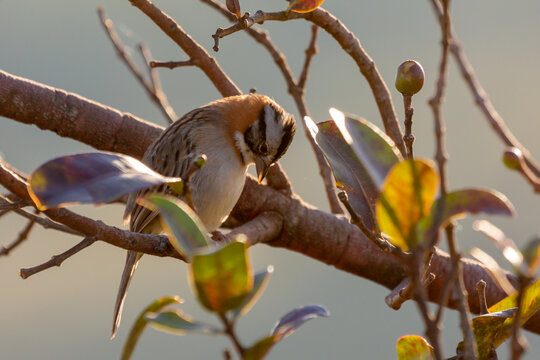 Brazilian Wildlife: Zonotrichia capensis (the rufous-collared sparrow) in a tree close to Chapada dos Guimaraes in Mato Grosso, Brazil