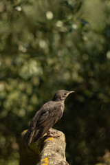young starling bird on a tree