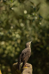 bird on a branch