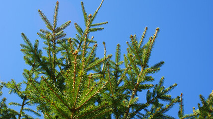 beautiful fluffy spruce branch against a blue sky