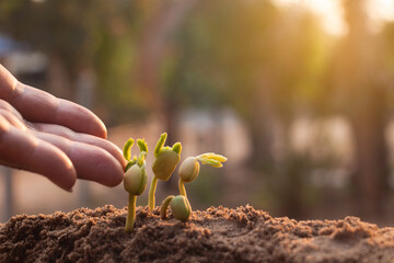 Hand touching is growing plant,Young plant in the morning light on ground background.Small plants on the ground in spring,Photo fresh and Agriculture  concept idea.