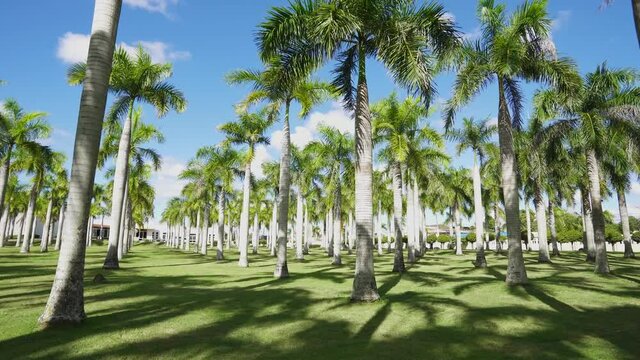 Walking through a tropical palm park on a summer sunny day. Palm plantation in the Dominican Republic. Green branches of a tree against the blue sky. Grassy lawn in the summer park.