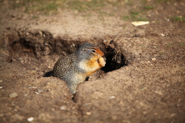 Naklejka na ściany i meble 地面に掘った穴の中で生活する「地栗鼠（ジリス）」の地上に出て食事中