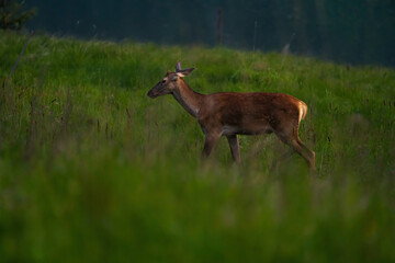 Cervus elaphus, red deer in the environment