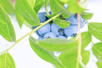 Branch of blueberries with leaves. Blueberry plant on white background.